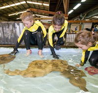 Australian Shark and Ray Centre - Attractions Melbourne