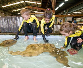 Australian Shark And Ray Centre - Attractions Melbourne 0
