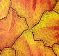 Red Desert Dreamings - Attractions Melbourne