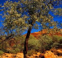 Mt Romance Australia Pty Ltd - Attractions Melbourne