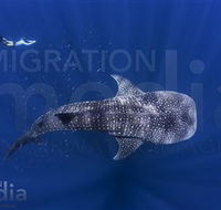 Migration Media - Attractions Melbourne