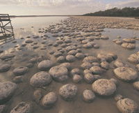 Lake Clifton Thrombolites