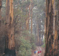 Beedelup National Park - Attractions Melbourne