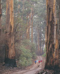 Book Pemberton Accommodation Vacations Attractions Melbourne Attractions Melbourne