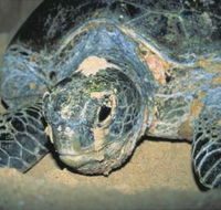 Turtle Nesting Season - Attractions Melbourne