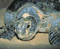 Turtle Nesting Season