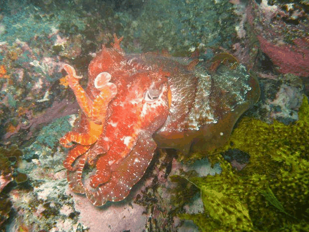 Jervis Bay Dive Charters - Attractions Melbourne