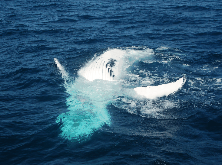 Dolphin Wild Cruises - Attractions Melbourne