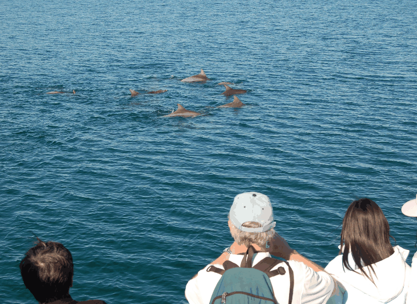Dolphin Wild Cruises - Attractions Melbourne 3