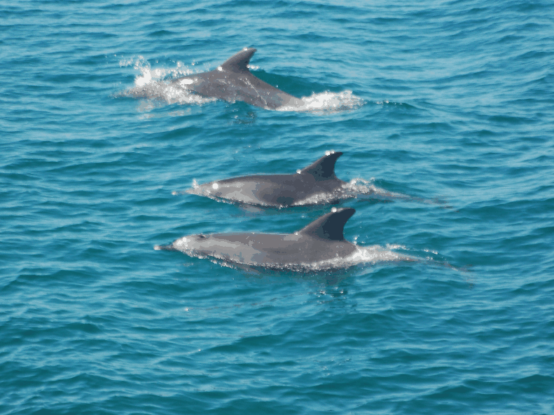 Dolphin Wild Cruises - Attractions Melbourne 5