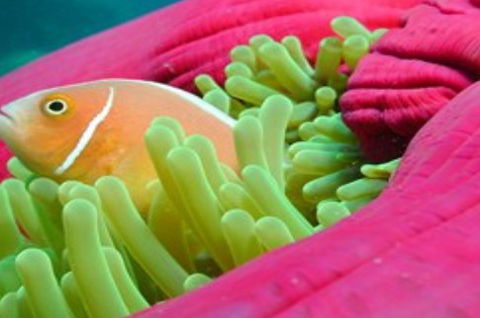 Great Adventures Reef And Green Island Cruises - Attractions Melbourne 2
