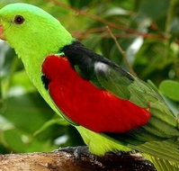 Birdworld Kuranda - Attractions Melbourne