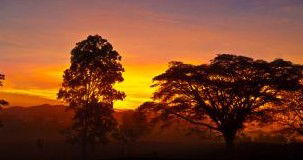 Ingan Tours - Spirit Of The Rainforest Tour - Attractions Melbourne 3