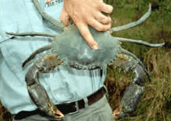 Whitsunday Crocodile Safari - Attractions Melbourne 0