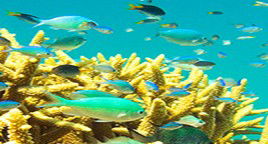 Reef Jet Cruises - Attractions Melbourne 4