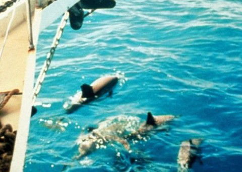 A Whitsunday Luxury Sailing Holiday - Attractions Melbourne 5