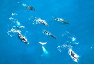 Air Whitsunday Seaplanes - Attractions Melbourne 2