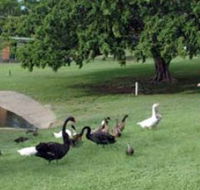 Anzac Park and Ululah Lagoon - Attractions Melbourne