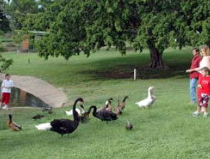 Anzac Park And Ululah Lagoon - Attractions Melbourne 0