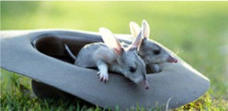 Augathella 4x4 Stock Route Trail - Attractions Melbourne 2