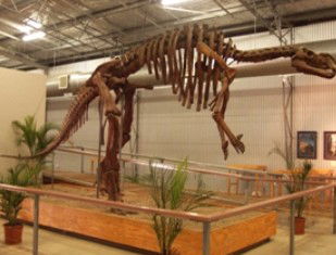 Australia's Dinosaur Trail - Attractions Melbourne 0