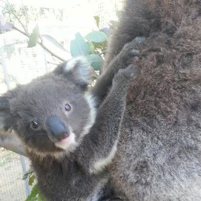 West Oz Wildlife Petting Zoos - Attractions Melbourne 0
