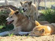 West Oz Wildlife Petting Zoos - Attractions Melbourne 1