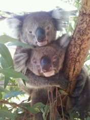 West Oz Wildlife Petting Zoos - Attractions Melbourne 4