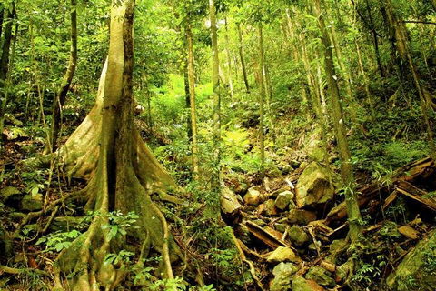 Cairns 4WD Waterfall And Rainforest Tour Including Kuranda Scenic Railway - Attractions Melbourne 1