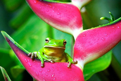 3-Day Best Of Cairns Combo: The Daintree Rainforest, Great Barrier Reef, And Kuranda - Attractions Melbourne 0