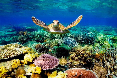 3-Day Best Of Cairns Combo: The Daintree Rainforest, Great Barrier Reef, And Kuranda - Attractions Melbourne 1