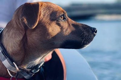 1.5-Hour Boat Rental in Melbourne