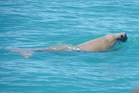 Snubfin Dolphin Eco Cruise From Broome - Attractions Melbourne 0