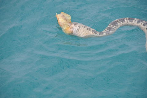Snubfin Dolphin Eco Cruise From Broome - Attractions Melbourne 2