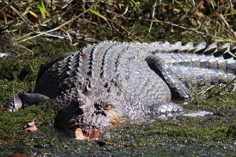 Afternoon Half-Day Daintree Rainforest And River Tour - Attractions Melbourne 5