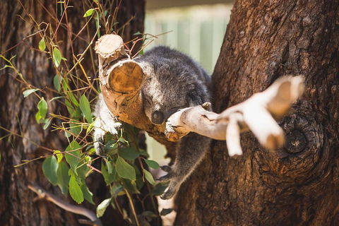 Phillip Island Medium Size Group Tour - Attractions Melbourne 1