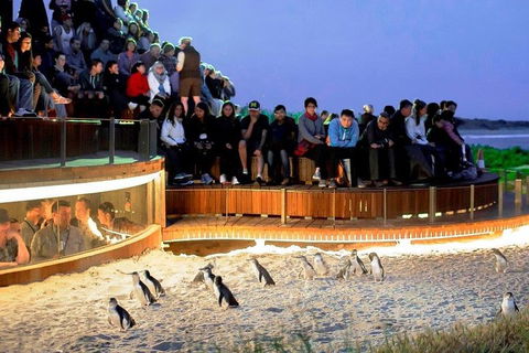 Phillip Island Medium Size Group Tour - Attractions Melbourne 3
