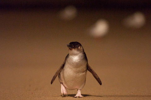 Phillip Island Medium Size Group Tour - Attractions Melbourne 4