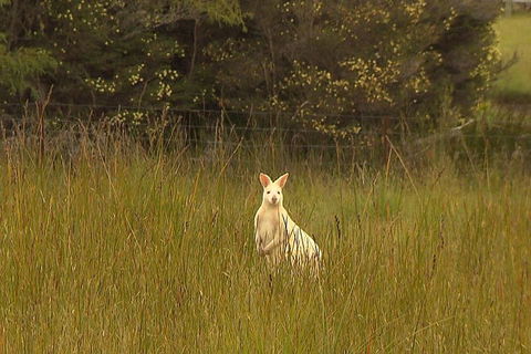 Bruny Island Day Trip From Hobart - Attractions Melbourne 5