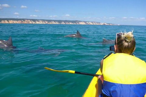Kayak With Dolphins And 4WD Great Beach Drive Day Trip From Noosa - Attractions Melbourne 1