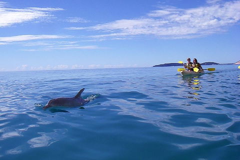 Kayak With Dolphins And 4WD Great Beach Drive Day Trip From Noosa - Attractions Melbourne 2