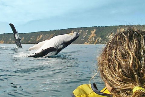 Kayak With Dolphins And 4WD Great Beach Drive Day Trip From Noosa - Attractions Melbourne 3