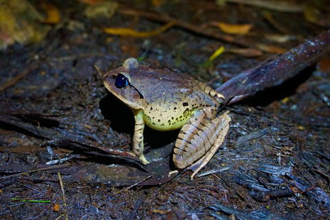 Glow Worms Private Tour - Nocturnal Rainforest Walk - Attractions Melbourne 0
