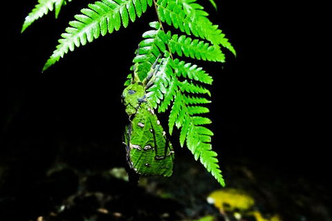 Glow Worms Private Tour - Nocturnal Rainforest Walk - Attractions Melbourne 2