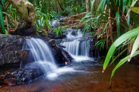Glow Worms Private Tour - Nocturnal Rainforest Walk - Attractions Melbourne 5