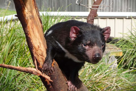 6-Day Tasmania Small-Group Guided Tour With Gourmet Food - Attractions Melbourne 1