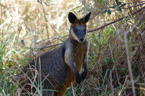 Byron Bay Combo: Hinterland Tour Including Minyon Falls And Kayaking With Dolphins - Attractions Melbourne 2