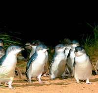 Phillip Island Penguins Private Tour - Attractions Melbourne