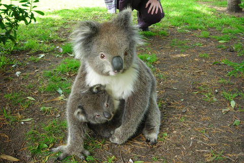 3-Day Private Adelaide To Melbourne Tour - Attractions Melbourne 5