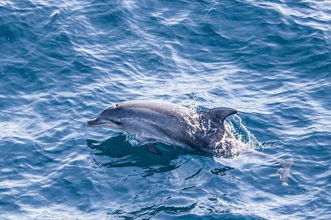 All Inclusive Dolphin And Tangalooma Wrecks Cruise - Attractions Melbourne 1